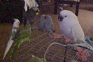 Six birds are sitting on top of a bird cage in a living room.