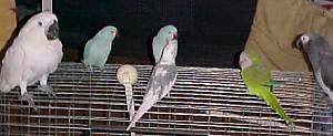 Six birds are standing on top of a cage and there is a person standing behind it.