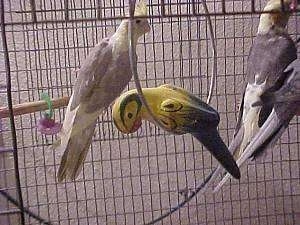 Two Cockatiel birds are inside of a cage and looking to the right. There is a wooden bird standing in a ring and it is looking down.