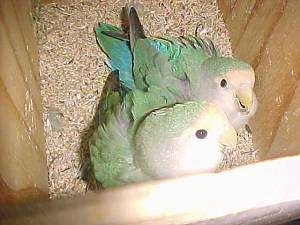 Two Lovebirds are standing against the edge of a wooden box with woodchips in it looking up.