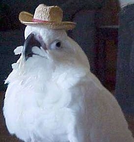 cockatoo pet hat