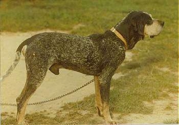 Left Profile - Bluetick Coonhound hooked to a chain