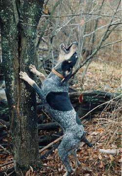 Lady Blue the Bluetick Coonhound jumping against a tree barking at something up in the tree