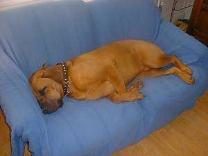 A very large, brown Boerboel/Saint Bernard dog is sleeping on its left side on a blue couch. The dog takes up all the space on the couch.