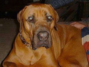 Front view upper body shot - A brown Boerboel/Saint Bernard is laying on a couch and there is a persons hand on its back.