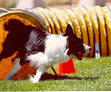 Cyrano the Border Collie running out of an agility tunnel and turning to the left