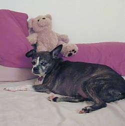 A small breed, black brindle with white Boston Terrier mix is laying on a human's bed and in front of it is a couple of pink pillows and on top of one of the pillow is a brown plush teddy bear.