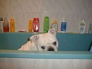 Clarence the English Bulldog in a bathtub looking over the side. A Myriad of shampoos and batheashes are behind him