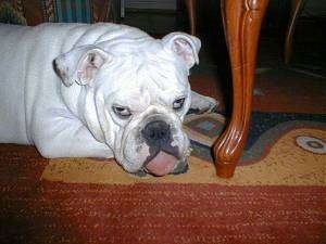 Clarence the English Bulldog laying in front of a wooden table leg on top of a rug with its mouth open and tongue out