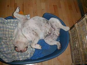 English  Bulldog laying upside down belly-up in his blue dog bed