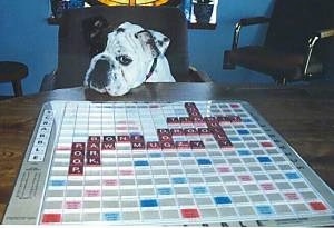 A white with black Bulldog is sitting in a chair at a table that has an active game of scrabble on it