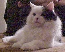 Buttions the Turkish Angora Cat us laying on a carpeted floor with a person behind them