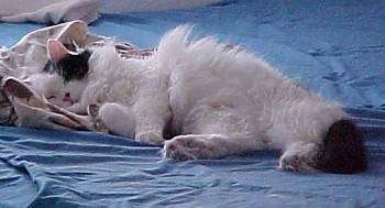 Buttons the Turkish Angora cat is sleeping on a bed