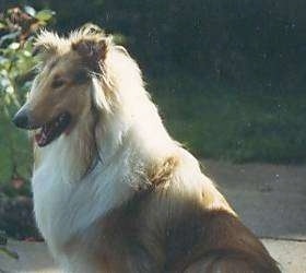 Upper body shot - Dusty the tan, white and black rough Collie is sitting outside and looking forward