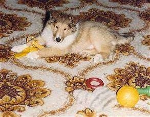Dusty the tan and white rough coated Collie puppy is laying on a rug with dog toys in front of and next to him