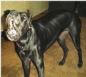 A black Great Dane is in mid- bark in a house