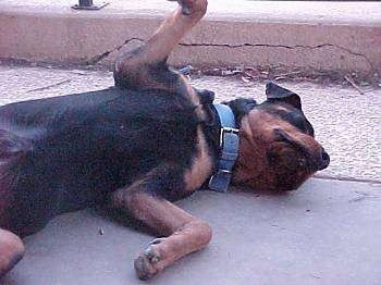 A large black with brown dog is laying on its side belly-up on concrete.