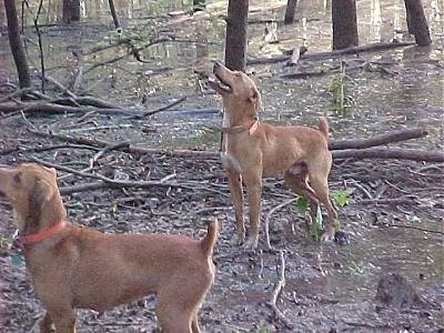 Two tan with white Kemmer Stock Hybrid Squirrel dogs are standing in the woods on dirt with sticks everywhere looking up a tree
