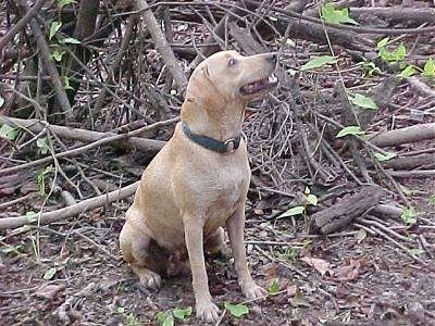 A Tan Kemmer Stock Hybrid Squirrel Dog is sitting in front of a pile of dried tree branches looking up and to the left.