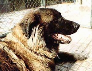 Close Up - Estrela Mountain Dog is laying in a cage and looking to the left