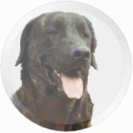 The Head of a Cão de Castro Laboreiro is photoshoped into a circle. It has its mouth open and tongue out.