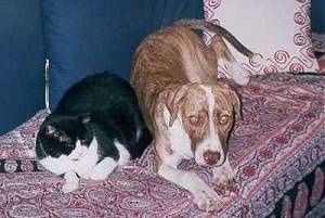 Dash the brown brindle and white Staffordshire Terrier is laying on a couch with a black and white cat named Pitsikokos