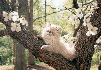 Pentium Chip the Himalayan Kitten is laying on a branch up in a blooming dogwood tree