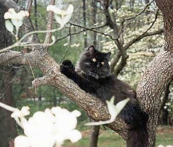 A Black Persian cat is laying in a white flowered tree