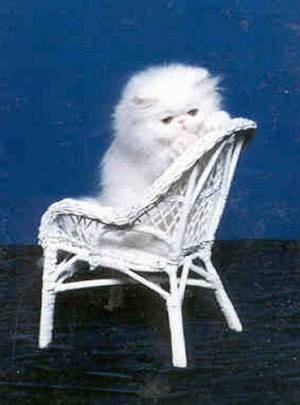 Toybox the White Persian Kitten is sitting in a small white wicker chair in front of a blue backdrop