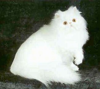 Binky the White Persian Cat is sitting on a gray surface and looking at the camera holder