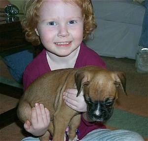 Close up - A girl in a purple shirt is holding a brown with white Boxer puppy that is laying in her arms.