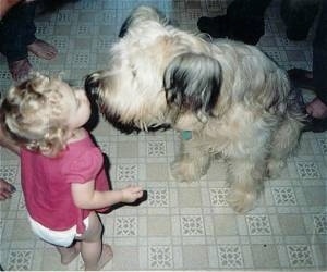 A toddler in a pink shirt is standing on a tiled floor and she has her mouth near the mouth of a tan with black Briard dog.