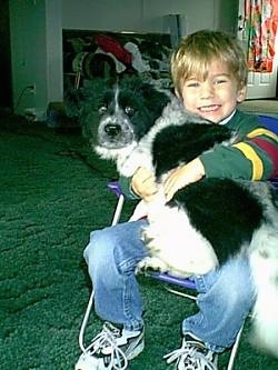A boy in a colorful shirt is sitting in a small lawn chair in a living room with a black and white spaniel looking dog on his lap. They both are looking forward.