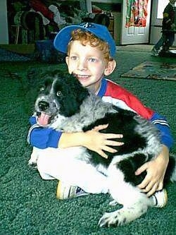 A boy wearing a blue baseball cap is sitting on a dark green carpet and he has a black and white spaniel looking dog in his lap.