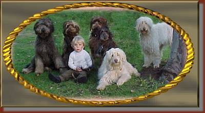 A boy in a white shirt is sitting in a field with 6  shaggy Australian Labradoodle dogs. Four dogs are brown and two are cream colored.