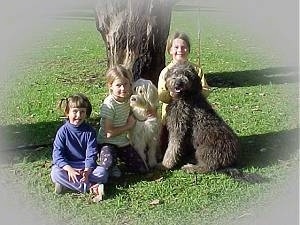 Three kids and two dogs in grass in front of a tree - A girl in a blue shirt is sitting next to a girl with blonde hair. The blonde haired girl has her arm around a tan Australian Labradoodle and next to her is a girl sitting behind a brown Australian Labradoodle.