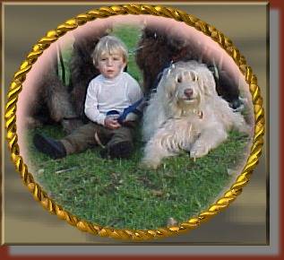 Close up - A boy in a white shirt is sitting in grass with Australian Labradoodle sitting and laying next to and behind him.