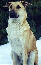 A brown with black Chinook dog is sitting in snow in front of a large tree