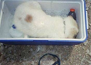 Chico the Great Pyrenees Puppy is digging through ice in a cooler