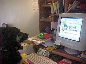 A large black and tan dog is sitting in front of a computer table. There is a keyboard and monitor with the Dog Breed Info Center website on the screen