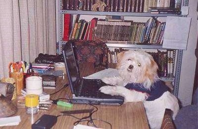 A little white fluffy dog at an office table wearing a shirt with its paws on the laptop. There is a bookshelf next to it and office supplies all over the desk in front of it.