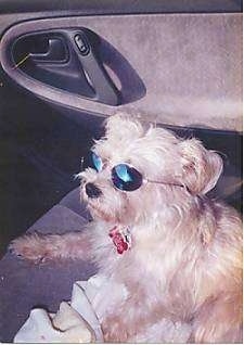 A little tan dog with a bone tag hanging from its collar is wearing sunglasses laying in the passenger seat of a car