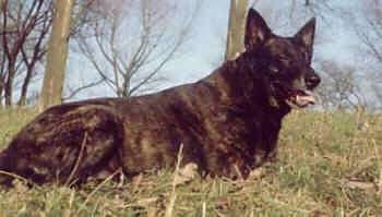 Lothar the black brindle Dutch Shepherd is laying in a field and its mouth is open and tongue is out with his eyes squinted.