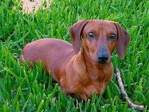 Baron the Brown Dachshund is standing in large grass. There is a stick next to him
