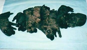 A large litter of Dutch Shepherd puppies are laying on a light blue blanket