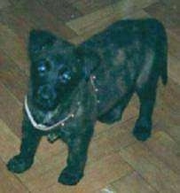 Lothar the black brindle Dutch Shepherd puppy is standing on a hardwood floor and looking up