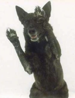 Lothar the Dutch Shepherd is jumping up in the air with his belly showing and his front paws on each side of his head.