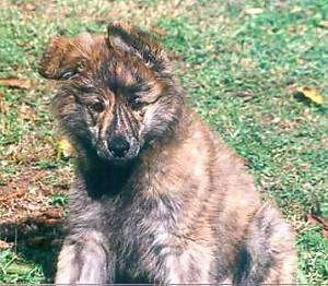Sam the fluffy brown brindle Dutch Shepherd puppy is sitting in a field and looking down.