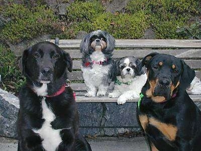 Four dogs outside - A black with white black Lab/Border Collie mix is sitting next to a Rottweiler in front of  two small Shih Tzu dogs that are on a bench.