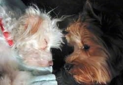 Close Up head shots - A white Chinese Crested dog is sleeping head to head in front of a brown and black Yorkshire Terrier